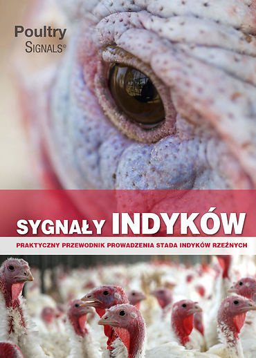 Sygnały indyków