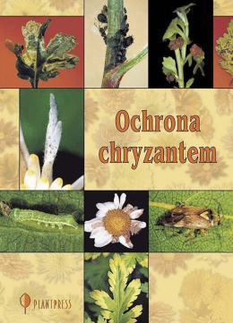 Ochrona chryzantem
