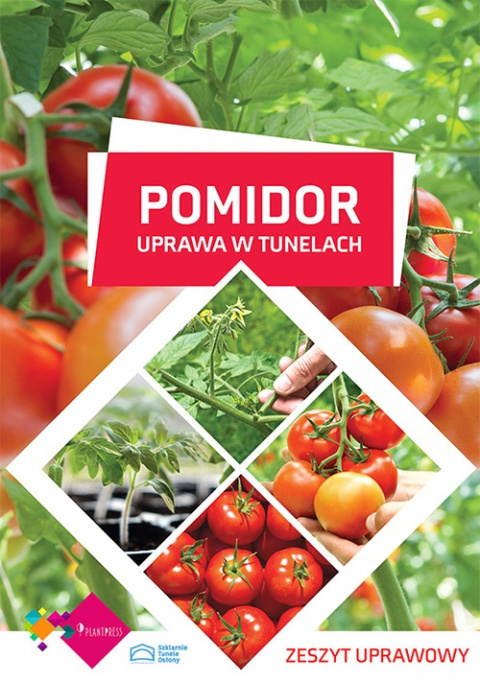 Pomidor uprawa w tunelach