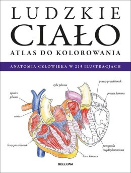 Ludzkie ciało. Atlas do kolorowania